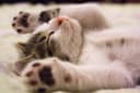 Shared cat reference